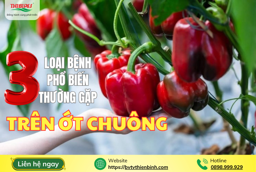BỆNH PHỔ BIẾN TRÊN CÂY ỚT CHUÔNG VÀ CÁCH PHÒNG TRỊ HIỆU QUẢ