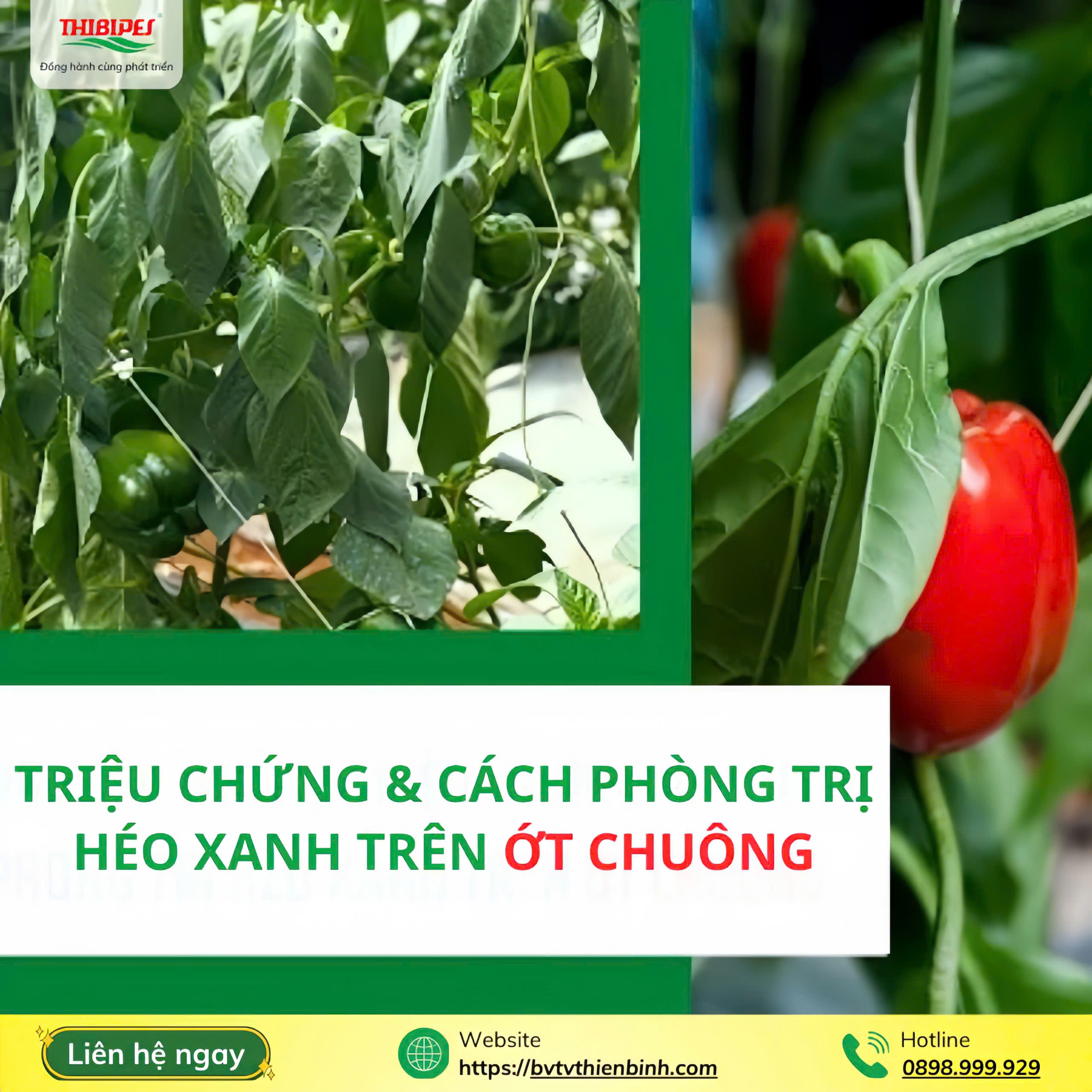 benh-heo-xanh-ot-chuong