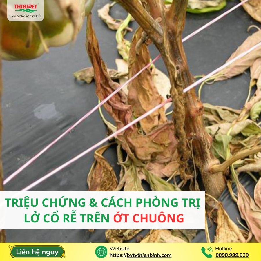benh-lo-co-re-ot-chuong