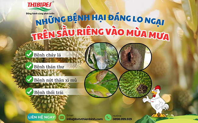 NHỮNG BỆNH HẠI ĐÁNG LO NGẠI TRÊN SẦU RIÊNG VÀO MÙA MƯA